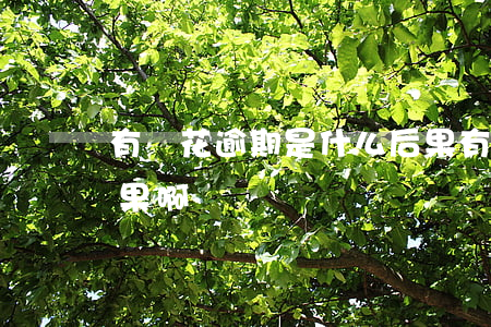 有錢花逾期是什么后果 有錢花逾期是什么后果啊