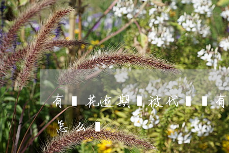 有錢花逾期會被代償嗎(有錢花的貸款逾期會怎么樣)