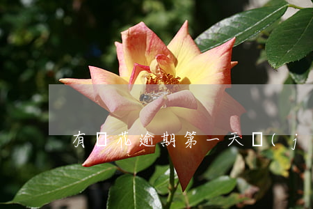 有錢花逾期第一天經(jīng)歷