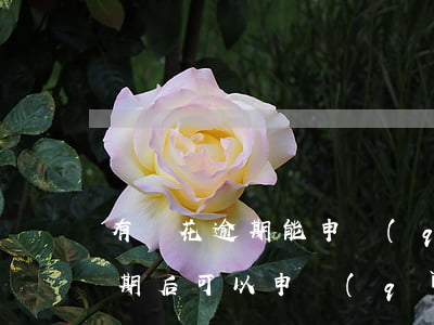 有錢花逾期能申請(qǐng)嗎(有錢花逾期后可以申請(qǐng)分期嗎)