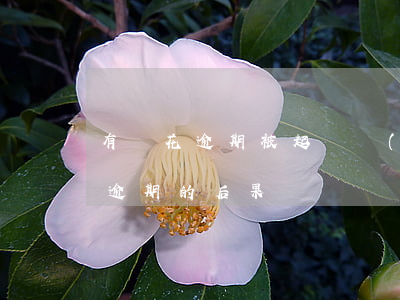 有錢花逾期被起訴經(jīng)歷(有錢花逾期的后果)