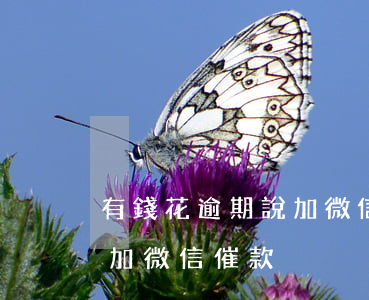 有錢花逾期說加微信協(xié)商(有錢花加微信催款)