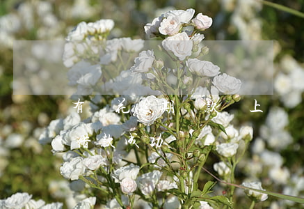 有錢花逾期還款會上門嗎(有錢花逾期后還能借款成功嗎)