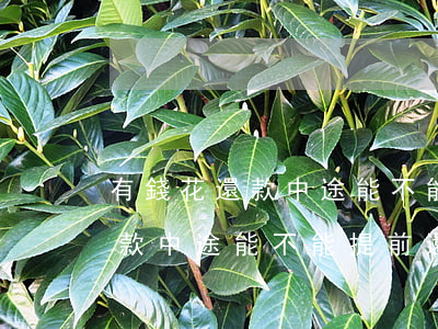 有錢花還款中途能不能提前還款-有錢花還款中途能不能提前還款呢