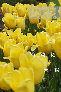有錢花還款當(dāng)時(shí)隔一天還能吃嗎-有錢花還款當(dāng)天可以再借嗎