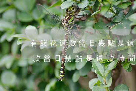 有錢花還款當日幾點是還款時間-有錢花還款當日幾點是還款時間嗎