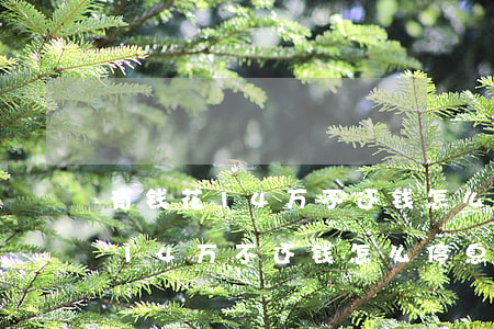 有钱花14万不还钱怎么停息挂账-有钱花14万不还钱怎么停息挂账呢