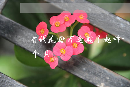 有钱花四万逾期了起诉-有钱花4万逾期4个月