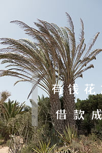 有钱花忘了还款逾期一天(有钱花逾期后还能借款成功吗)