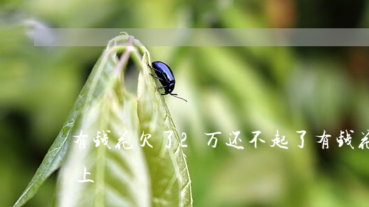 有钱花欠了2万还不起了(有钱花欠两万还不上)