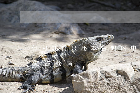有闪电贷只还本金吗 闪电贷还款方式只有等额还款吗?