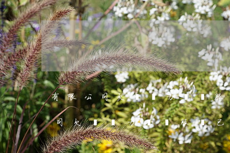 有限公司欠債無力償還 股東已實繳-有限公司欠債無力償還 股東已實繳怎么辦