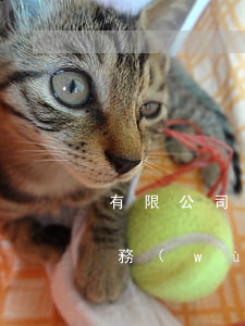 有限公司破產(chǎn)法人無力償還債務(wù)怎么辦-有限公司破產(chǎn)法人無力償還債務(wù)怎么辦理