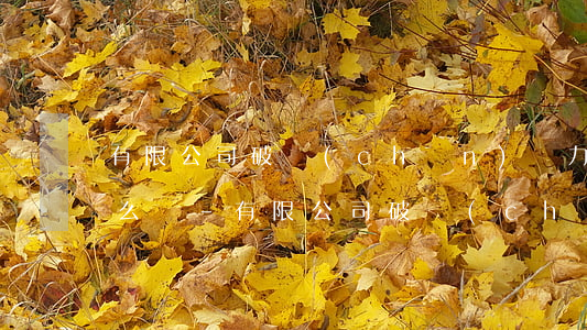 有限公司破產(chǎn)無力償還貸款怎么辦-有限公司破產(chǎn)無力償還貸款怎么辦理