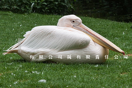 有限公司與有限責任公司的區(qū)別