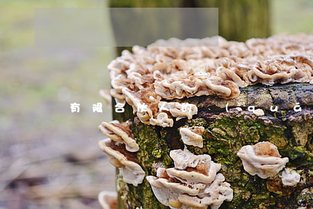 有限合伙人的權(quán)利有哪些