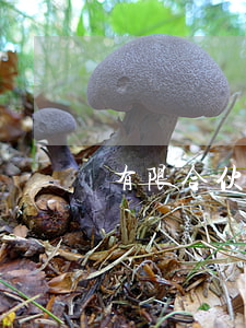 有限合伙企业人数(有限合伙企业人数上限)