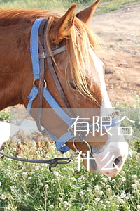 有限合伙制與普通合伙制的區(qū)別是什么