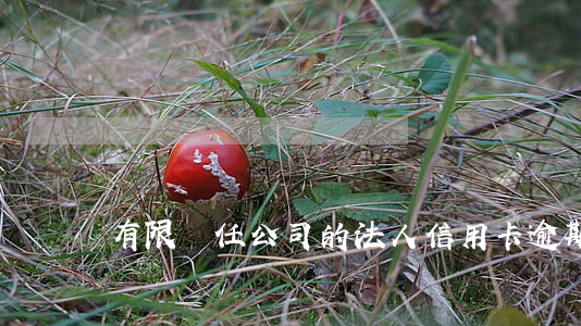 有限責任公司的法人信用卡逾期