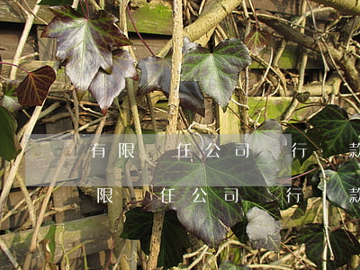 有限責任公司銀行貸款無力償還的后果-有限責任公司銀行貸款無力償還的后果是什么