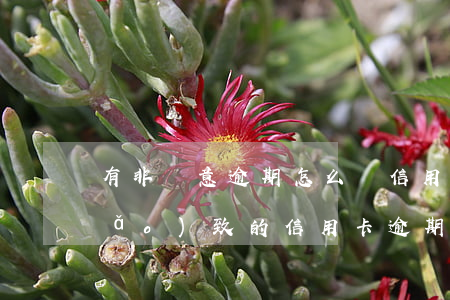 有非惡意逾期怎么辦信用卡(不可抗力導(dǎo)致的信用卡逾期怎么辦)