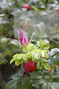 有黃色視頻嗎