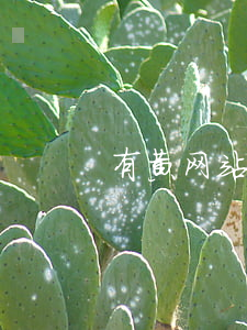 有黄网站吗(网黄什么意思?)