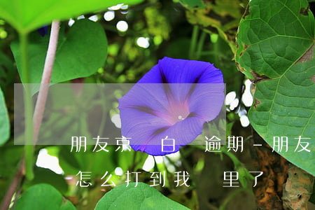 朋友京東白條逾期-朋友京東白條逾期電話怎么打到我這里了