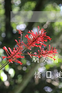 朋友借支付寶的借唄逾期-朋友借支付寶的借唄逾期怎么辦