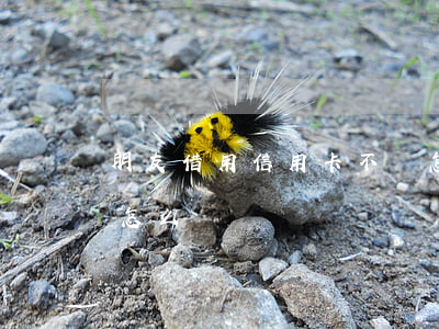 朋友借用信用卡不還怎辦(朋友借信用卡不還怎么辦)