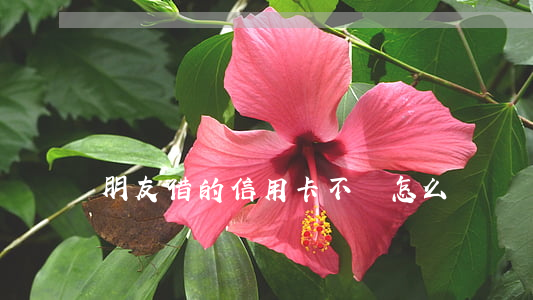 朋友借的信用卡不還怎么辦