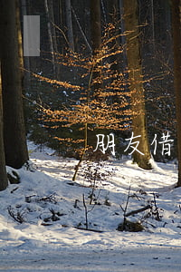 朋友借錢打官司(朋友借錢打官司)