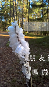 朋友微信轉(zhuǎn)賬不還可以起訴嗎(微信給朋友轉(zhuǎn)賬不還可以報(bào)警嗎)