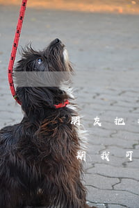 朋友把我信用卡拿去逾期了(朋友用信用卡逾期,我可以起訴嗎)