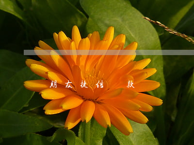 朋友捷信貸款詐騙