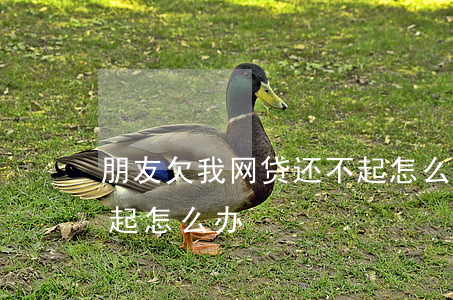 朋友欠我网贷还不起怎么办(欠网贷实在还不起怎么办)