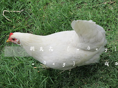 朋友欠網(wǎng)貸對方加我微信(網(wǎng)貸讓我加微信號)