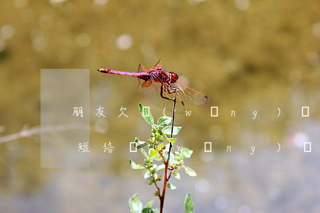 朋友欠網(wǎng)貸總給我發(fā)短信(網(wǎng)貸欠款到處發(fā)信息給朋友)