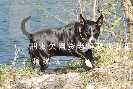 朋友欠网贷老是骚扰我(朋友网贷未还款一直骚扰我)