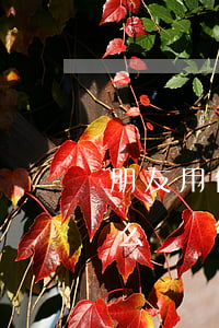 朋友用信用卡不還沒寫欠條(欠信用卡欠條怎么寫)