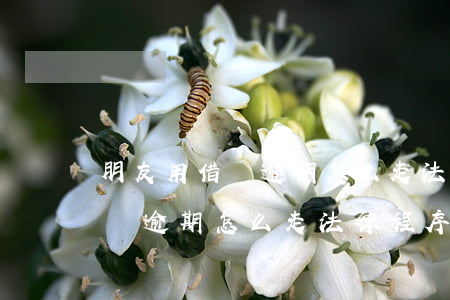 朋友用借唄逾期怎么走法律程序-朋友用借唄逾期怎么走法律程序呢