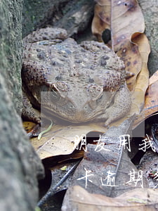朋友用我信用卡逾期一个月(朋友用我的信用卡逾期多次我该怎么办)