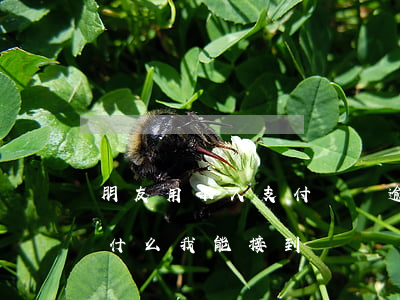 朋友用本人支付寶錢逾期(朋友支付寶逾期為什么我能接到電話)