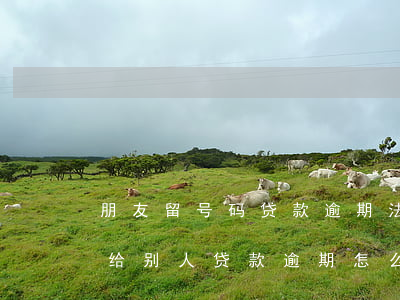 朋友留号码贷款逾期法院起诉我(在自己名下给别人贷款逾期怎么起诉)