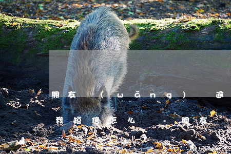 朋友網(wǎng)貸逾期一直發(fā)我短信怎么辦-朋友網(wǎng)貸逾期一直發(fā)我短信怎么辦呢