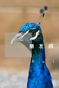 朋友網(wǎng)貸逾期為什么自己會(huì)被騷擾-朋友網(wǎng)貸逾期為什么自己會(huì)被騷擾呢