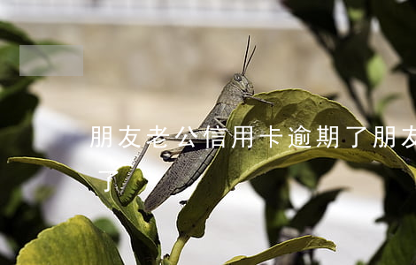 朋友老公信用卡逾期了(朋友老公信用卡逾期了)
