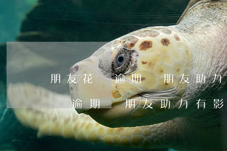 朋友花唄逾期幫朋友助力有影響嗎-朋友花唄逾期幫朋友助力有影響嗎知乎