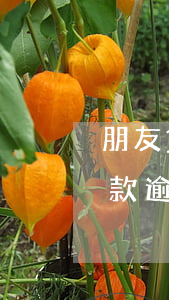 朋友貸款逾期給我發(fā)短信(朋友的借款逾期給我發(fā)短信)
