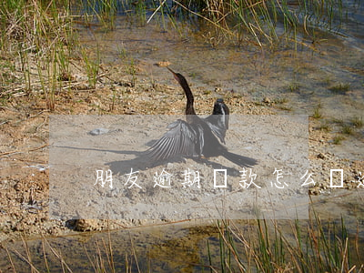 朋友逾期還款怎么辦(逾期還款如何補救)